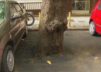 Cobertura de bases de árvores com cimento e asfalto preocupa moradores em Copacabana e Flamengo