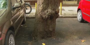 Cobertura de bases de árvores com cimento e asfalto preocupa moradores em Copacabana e Flamengo