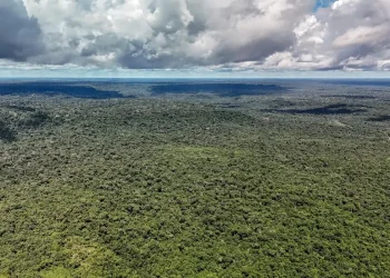 Amazônia registra menor desmatamento em 41 anos, mas mantém grande perda de vegetação