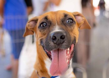Maricá promove arrecadação de animais e campanha de adoção neste sábado
