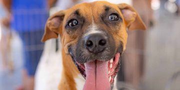 Maricá promove arrecadação de animais e campanha de adoção neste sábado