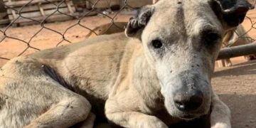 Alerj aprova projeto que cria política de proteção a acumadores compulsivos de animais no Rio