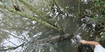 Quatro animais silvestres são devolvidos à natureza após resgates em municípios da região
