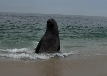 Elefante-marinho do sul é avistado na Praia do Recanto, em Itaipuaçu