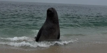 Elefante-marinho do sul é avistado na Praia do Recanto, em Itaipuaçu