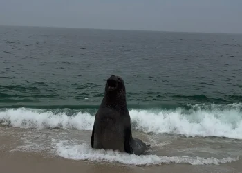 Elefante-marinho é avistado na praia de Maricá e mobiliza cuidados na região