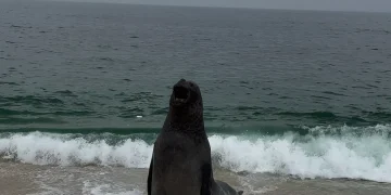 Elefante-marinho é avistado na praia de Maricá e mobiliza cuidados na região