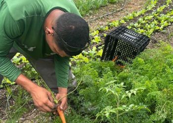 Prefeitura de Maricá colhe mais de 275 kg de alimentos agroecológicos para doação social