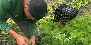 Prefeitura de Maricá colhe mais de 275 kg de alimentos agroecológicos para doação social
