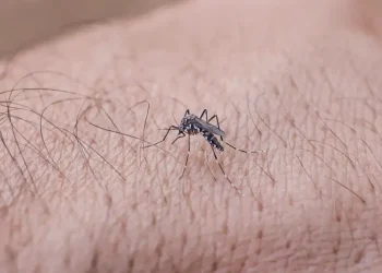 Ministério da Saúde divulga redução de 70% em casos de dengue no Brasil e reforça ações de combate ao Aedes aegypti