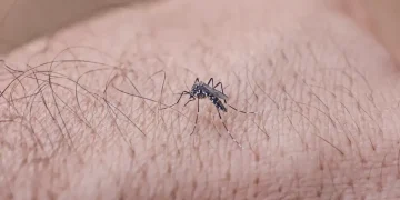 Ministério da Saúde divulga redução de 70% em casos de dengue no Brasil e reforça ações de combate ao Aedes aegypti