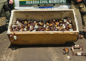 Guarda de Niterói devolve 450 caranguejos-uçá ao manguezal durante período de defeso