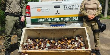 Guarda Ambiental de Niterói resgata e devolve 450 caranguejos-uçá ao manguezal durante período de proteção