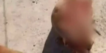 Três cães pit bull feridos após agressão com machado e facão em Maricá