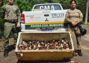 Guarda Municipal de Niterói resgata e devolve 450 caranguejos-uçá ao mangue durante período de proteção