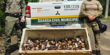 Guarda Municipal de Niterói resgata e devolve 450 caranguejos-uçá ao mangue durante período de proteção