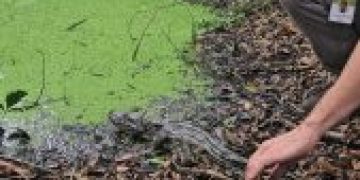Animal silvestre recebe avaliação antes de ser devolvido à natureza em ação conjunta