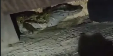Jacaré é visto em Ponta Negra, Maricá, reforçando cuidados com animais silvestres próximos às áreas de lazer