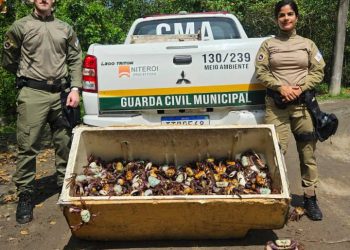 Resgate de 450 caranguejos-uçá reforça proteção aos manguezais durante período de defeso