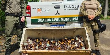 Resgate de 450 caranguejos-uçá reforça proteção aos manguezais durante período de defeso