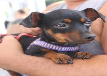 Nova Iguaçu realiza vacinação gratuita contra raiva em cães e gatos neste sábado