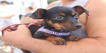 Nova Iguaçu realiza vacinação gratuita contra raiva em cães e gatos neste sábado