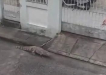 Jacaré é resgatado em condomínio na Taquara, Rio, após circulação pela área residencial