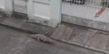 Jacaré é resgatado em condomínio na Taquara, Rio, após circulação pela área residencial